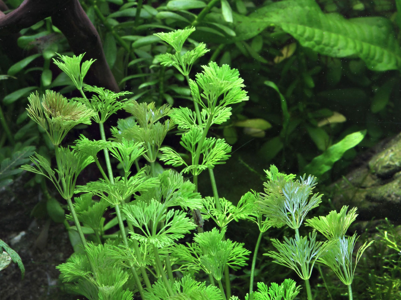 Preview: Blütenstielloser Sumpffreund - Limnophila sessiliflora
